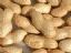 peanut in shell--new crop, 2007